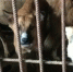 Омичей просят помочь собакам дожить до лучших времен в САХ - СуперОмск