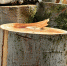 Log 2399680 1280 - Gorod55.Ru