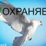 конкурс "Сохраняем мир" - ОмГПУ
