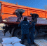 Омские сельхозпроизводители передали пострадавшим из Донбасса 15 тонн муки - 12 канал