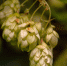 В Омск могут прекратить поставку пива - Om1.Ru