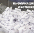 Омским охотникам разрешили добыть около 600 бурых медведей (видео) - Вечерний Омск