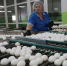 В Омской области увеличили производство мясо, яиц и молока - ИА Омскрегион