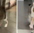 Коту с отрубленными конечностями помогли встать на лапы новосибирские врачи - Om1.Ru