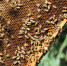 Омский пчеловод отсудил 800 тысяч рублей у «Пчелки» - РИА Омск-информ