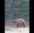 Омские грибники наткнулись в лесу на медведя. ВИДЕО - Om1.Ru