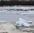 Соцсети: воды из Бухтарминского и Шульбинского водохранилищ сбрасывают - Пульс Live