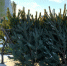 В Омске определили места ёлочных базаров в Октябрьском округе - 12 канал