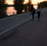 Омскому депстрою одобрили вырубки и обрезку деревьев ради новых ЛНО - Gorod55.Ru