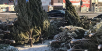 В Омске новогодние деревья пустят на отсыпку дорог - Om1.Ru
