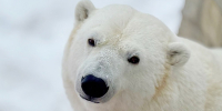 В Омской области стартовал конкурс видеорепортажей о белых медведях - 12 канал