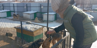 Молодёжка Народного фронта в Омской области продолжает оказывать активную помощь приюту для бездомных собак - ИА Омскрегион