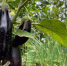 В Омске продают дачу по цене средней зарплаты - Om1.Ru