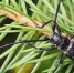 Большого черного елового усача обнаружили специалисты лаборатории Омского филиала ФГБУ «ЦОК АПК» - ФГБУ Центр оценки качества зерна Омск
