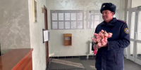 Поздравление руководителя следственного управления с Международным женским днём - Следственный комитет