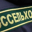 В Омских лесах расплодился опасный вредитель - Комсомольская Правда