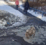 Омские дорожники спасли собаку на улице Лермонтова - Комсомольская Правда