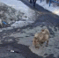 Омские дорожники вытащили собаку из колодца - 12 канал