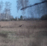 В Омской области началось токование - СуперОмск