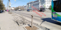 Все, что осталось от саженцев после кронирования - Gorod55.Ru