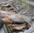 Минтай вместо наваги: в Омской области производили поддельную рыбную продукцию - Комсомольская Правда
