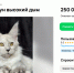 В Омске продают кошку с редким окрасом и аномалией за четверть миллиона рублей - Om1.Ru