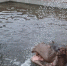 В Большереченском зоопарке показали водные процедуры бегемота Кёнига - 12 канал