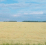 Земельный фонд Омской области объявил электронные аукционы на право аренды земельных участков общей площадью более 98 га - Министерство имущественных отношений