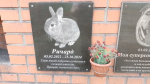 Лучше, чем у людей: как в Омске работает колумбарий для животных