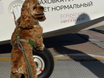 В Омск прилетает самолет с псом-авиатором Флапероном