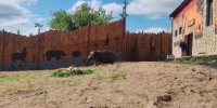 Омский бегемот Кёниг позабыл о солидности при виде арбузного торта - СуперОмск