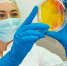 Эксперты Омского филиала ЦОК АПК выявили бактерии рода Salmonella и Listeria monocytogenes в импортном мясе птицы - ФГБУ Центр оценки качества зерна Омск