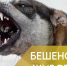 Памятка по бешенству животных - Управление ветеринарии