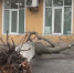 В Омске ремонт тротуара в районе Старозагородной рощи закончился падением дерева - ГТРК Иртыш