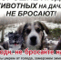 Не оставляйте животных на дачах! - ТОС Омска