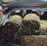 Продолжается сбор гуманитарной помощи. - ТОС Омска