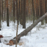 Омские следователи расследуют гибель двух мужчин при валке леса - ИА Омскрегион