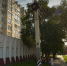 В центре Омска жестоко кронировали аллею возле детской библиотеки - ИА Новый Омск
