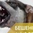 Памятка владельцам животных об ответственности по вакцинации против бешенства - Управление ветеринарии