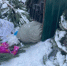 «Один раз в десять дней»: омский регоператор объяснил, почему в городе стали реже вывозить мусор - ИА Новый Омск