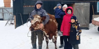 Многодетная семья из Исилькульского района развивает подсобное хозяйство по соцконтракту - 12 канал