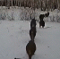 В Омской области фотоловушка засняла выводок кабанов - Om1.Ru