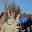 В Таре стартовал второй этап масштабного благоустройства парка культуры и отдыха - ИА Омскрегион