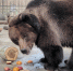 медведь - РИА Омск-информ