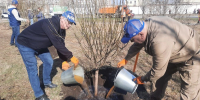 Руководители города высадили деревья в сквере Молодожёнов - Городской Совет