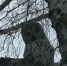 Бородатая неясыть позировала фотографу в Омской области - СуперОмск
